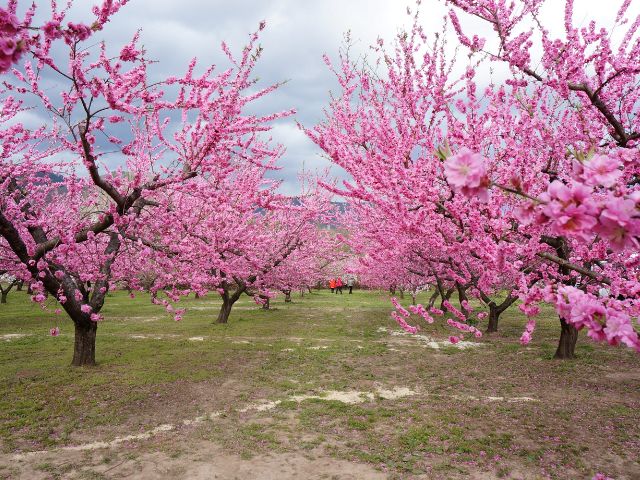 飯坂温泉 花ももの里