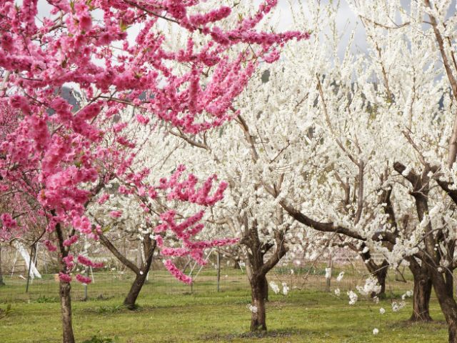 飯坂温泉 花ももの里　色とりどりの花桃