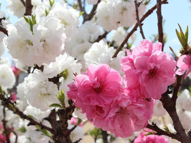 花桃の公園