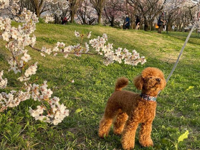 花桃の公園　わんちゃんとお散歩