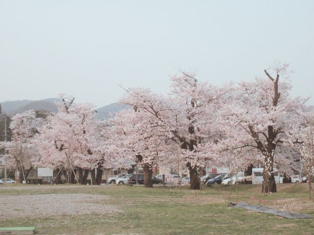 乙和公園　桜