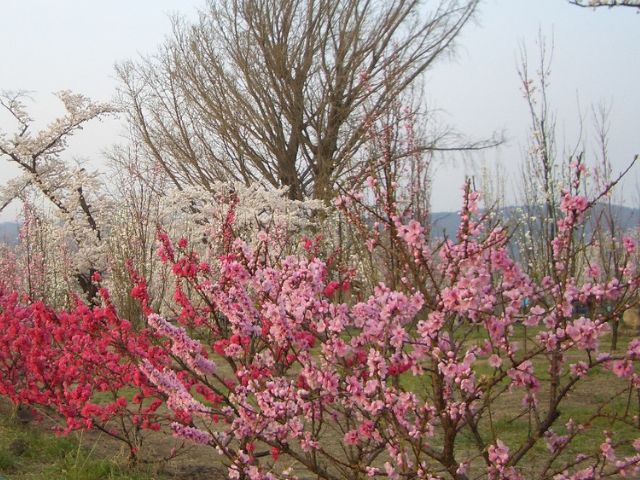 乙和公園　花桃