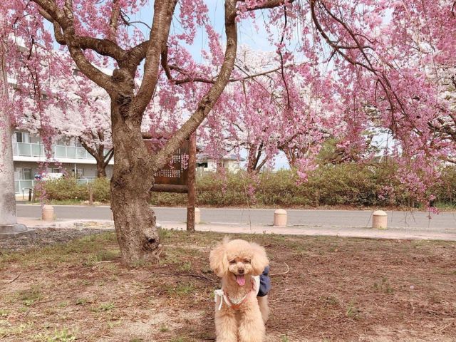 乙和公園　わんちゃんとお散歩